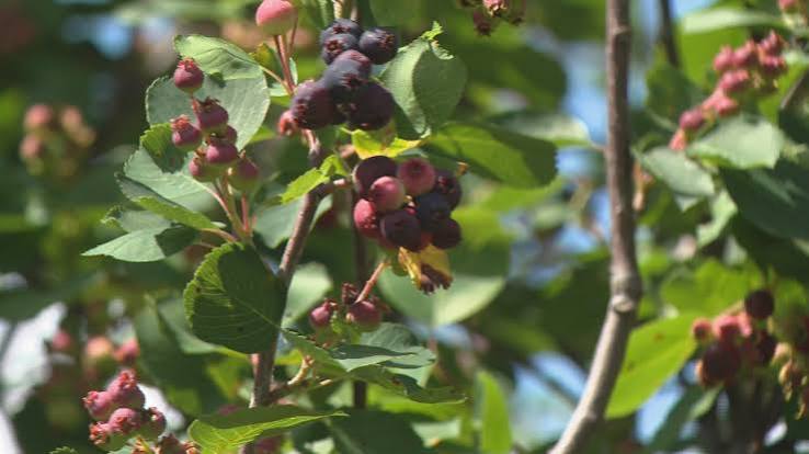 Wet June Delays Saskatchewan Saskatoon Berry Harvest While Haskaps Thrive